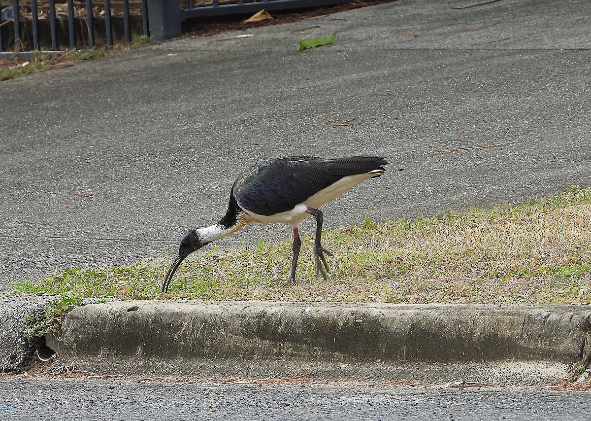 Ibis d'Australie - ML638933844