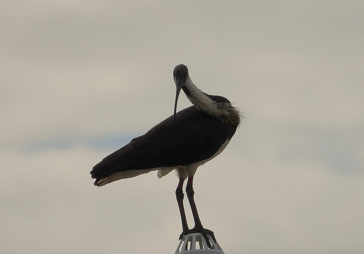 Ibis d'Australie - ML638933845