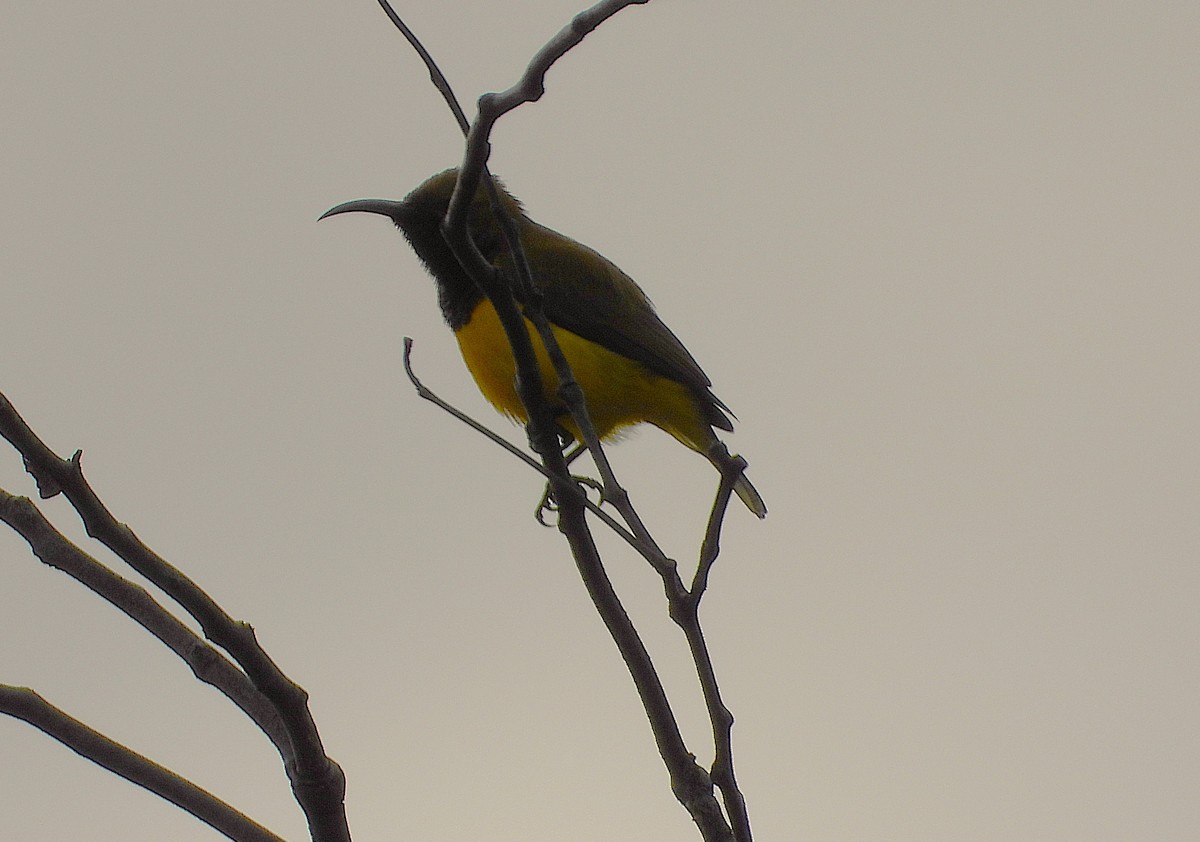 Sahul Sunbird - ML638933849
