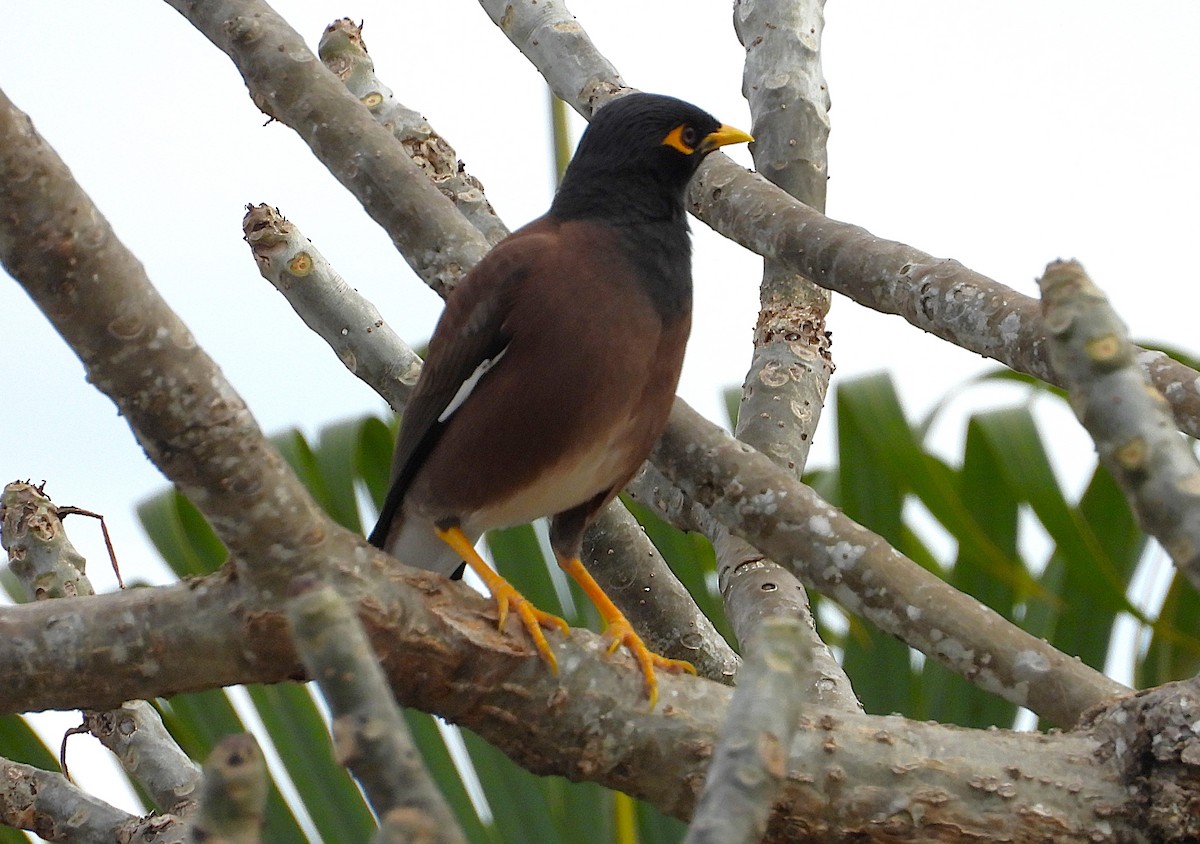 Common Myna - ML638933850