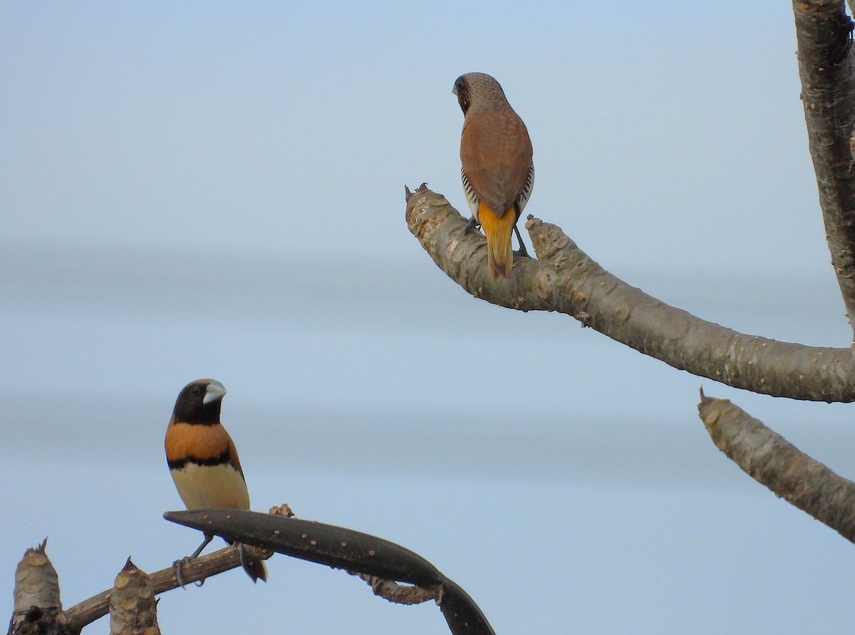 Chestnut-breasted Munia - ML638933852