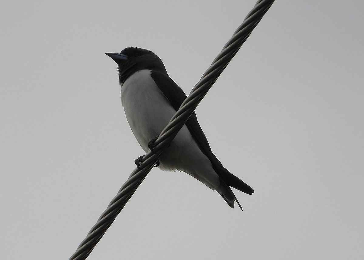 White-breasted Woodswallow - ML638933854