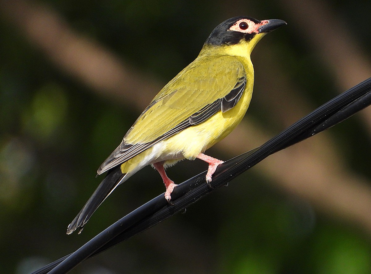 Australasian Figbird - ML638933855
