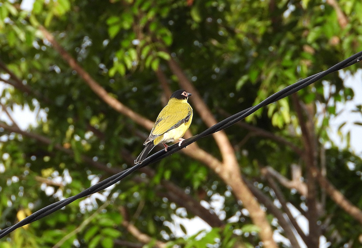 Australasian Figbird - ML638933856