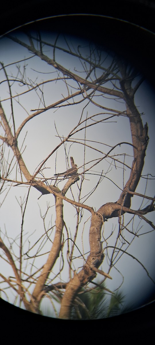 Spotted Dove - ML638933857