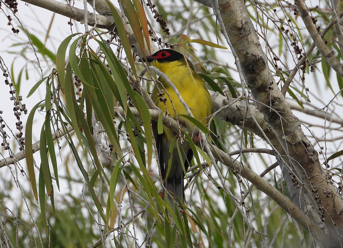 Australasian Figbird - ML638933858