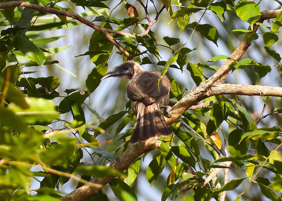 Filemón de Yelmo - ML638933871