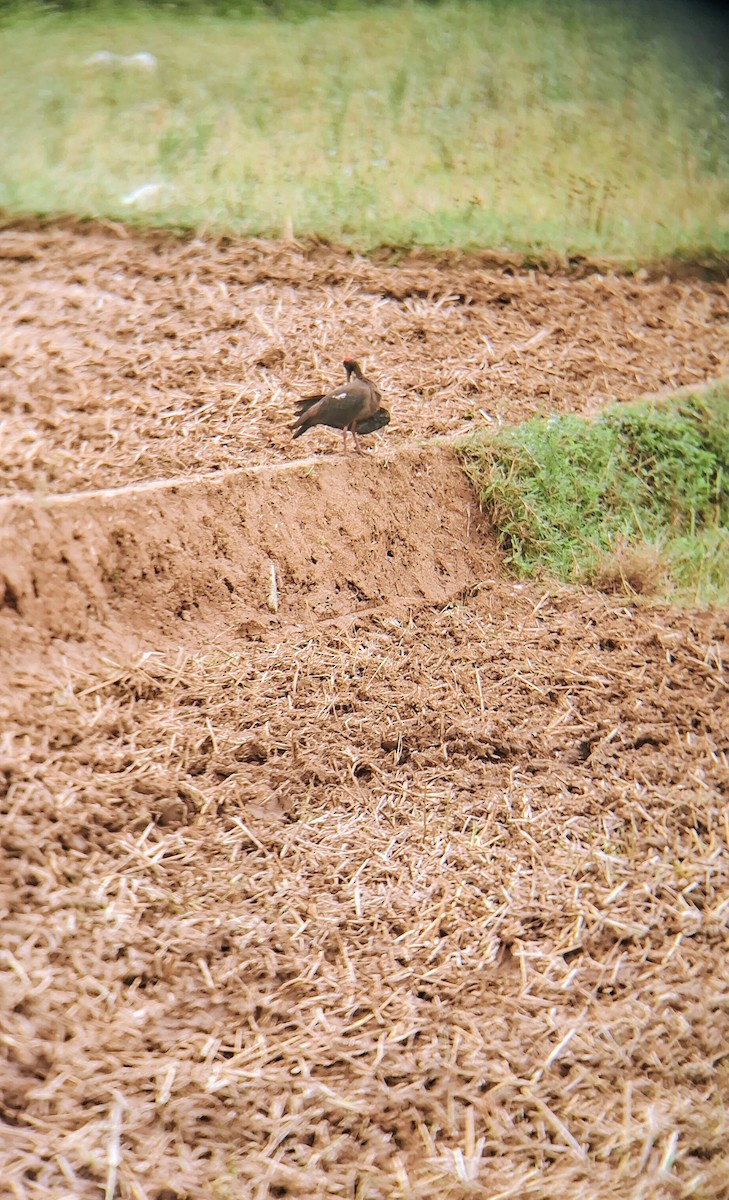 Red-naped Ibis - ML638933879