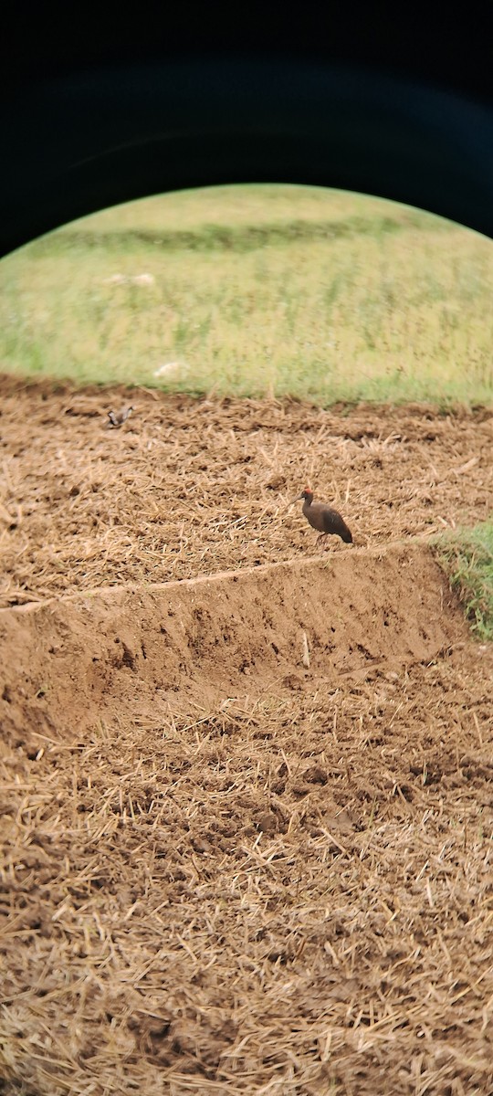 Red-naped Ibis - ML638933880