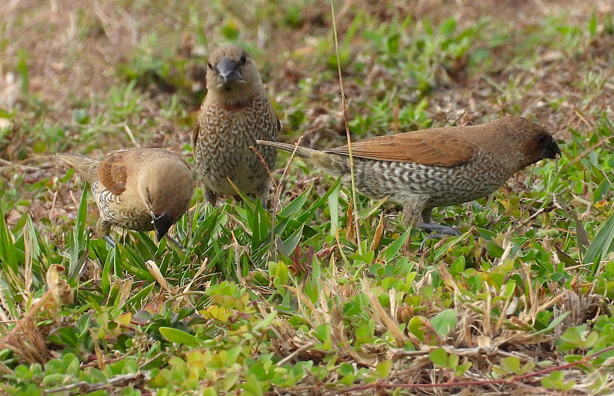 Scaly-breasted Munia - ML638933885