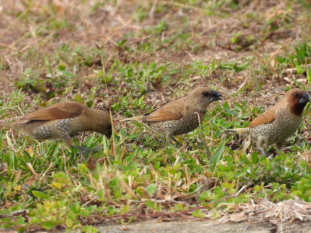 Scaly-breasted Munia - ML638933888