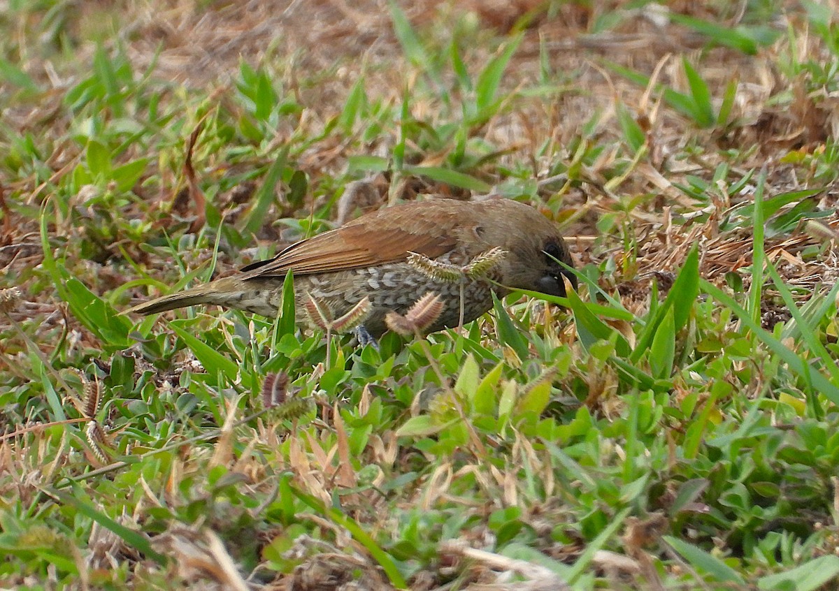 Scaly-breasted Munia - ML638933890