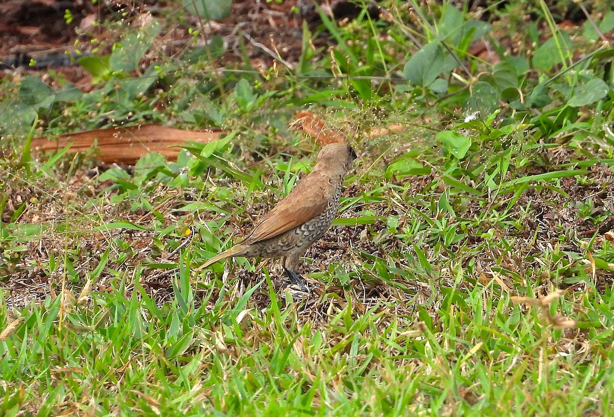 Scaly-breasted Munia - ML638933893