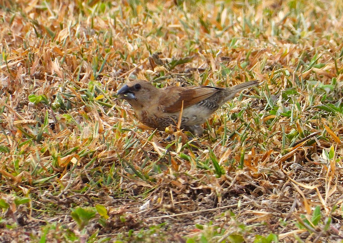 Scaly-breasted Munia - ML638933899