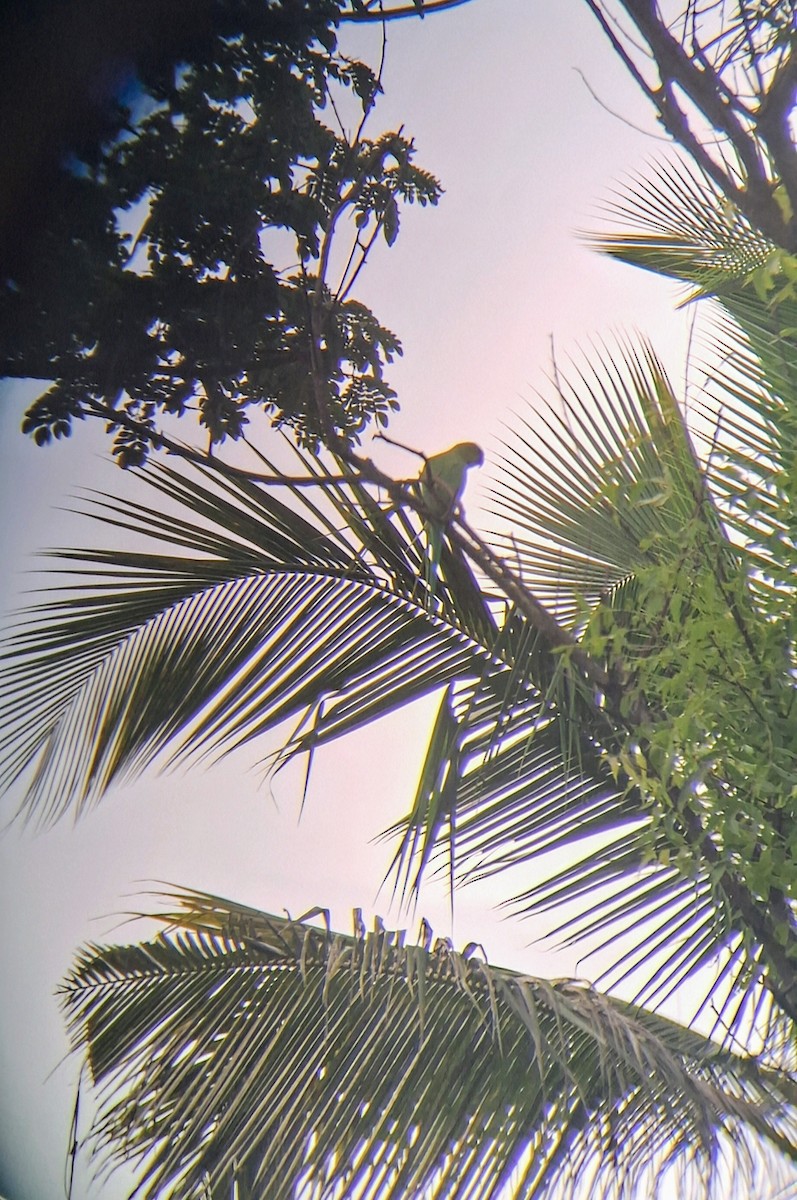 Rose-ringed Parakeet - ML638933900