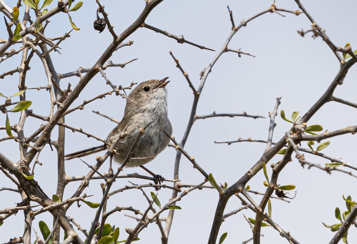 White-winged Fairywren (Blue-and-white) - ML638933901