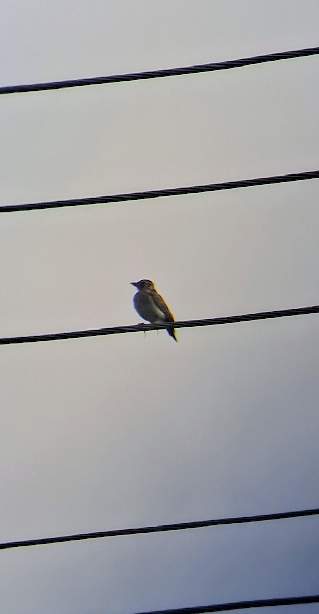 Jerdon's Bushlark - ML638933905