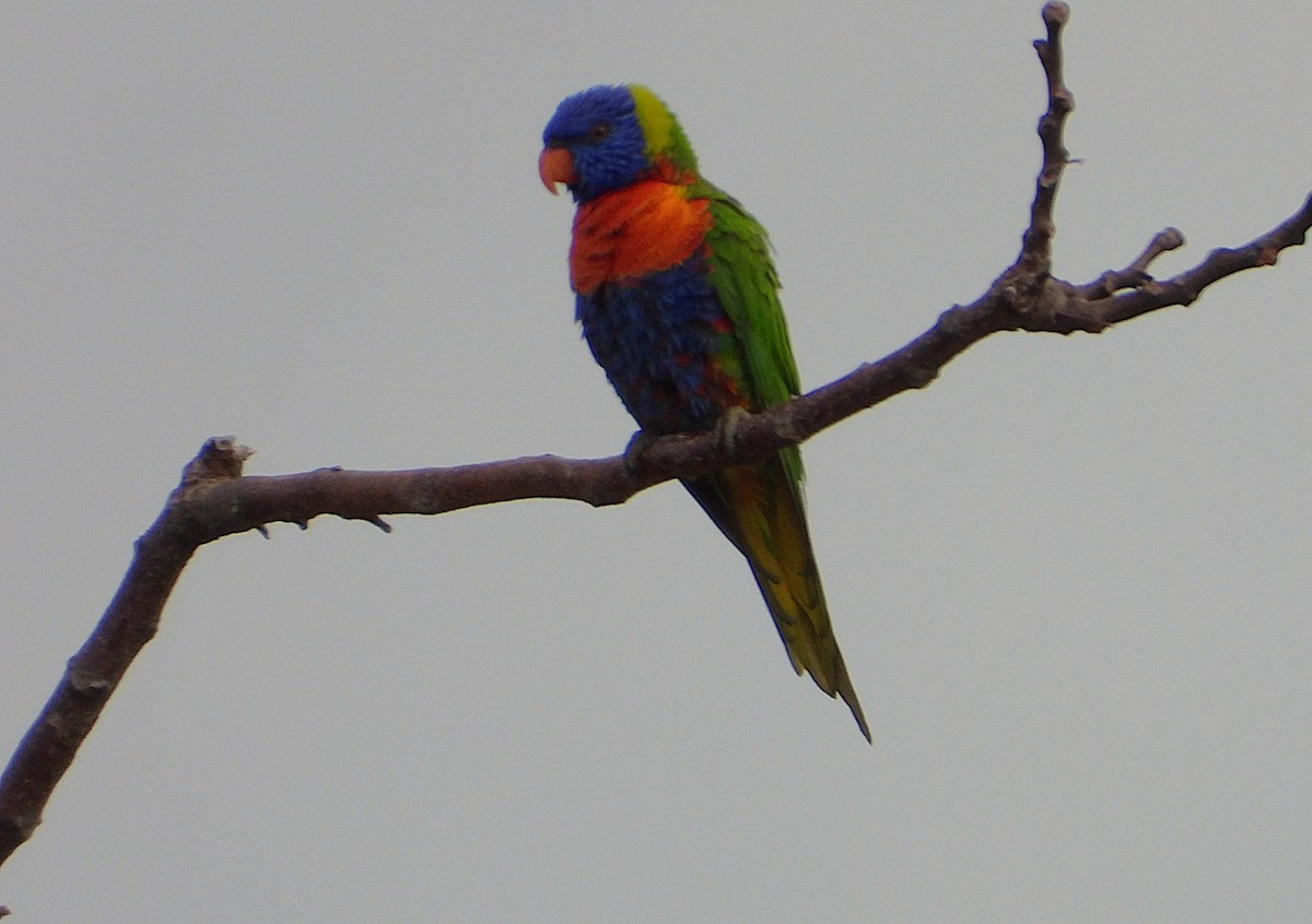 Rainbow Lorikeet - ML638933906