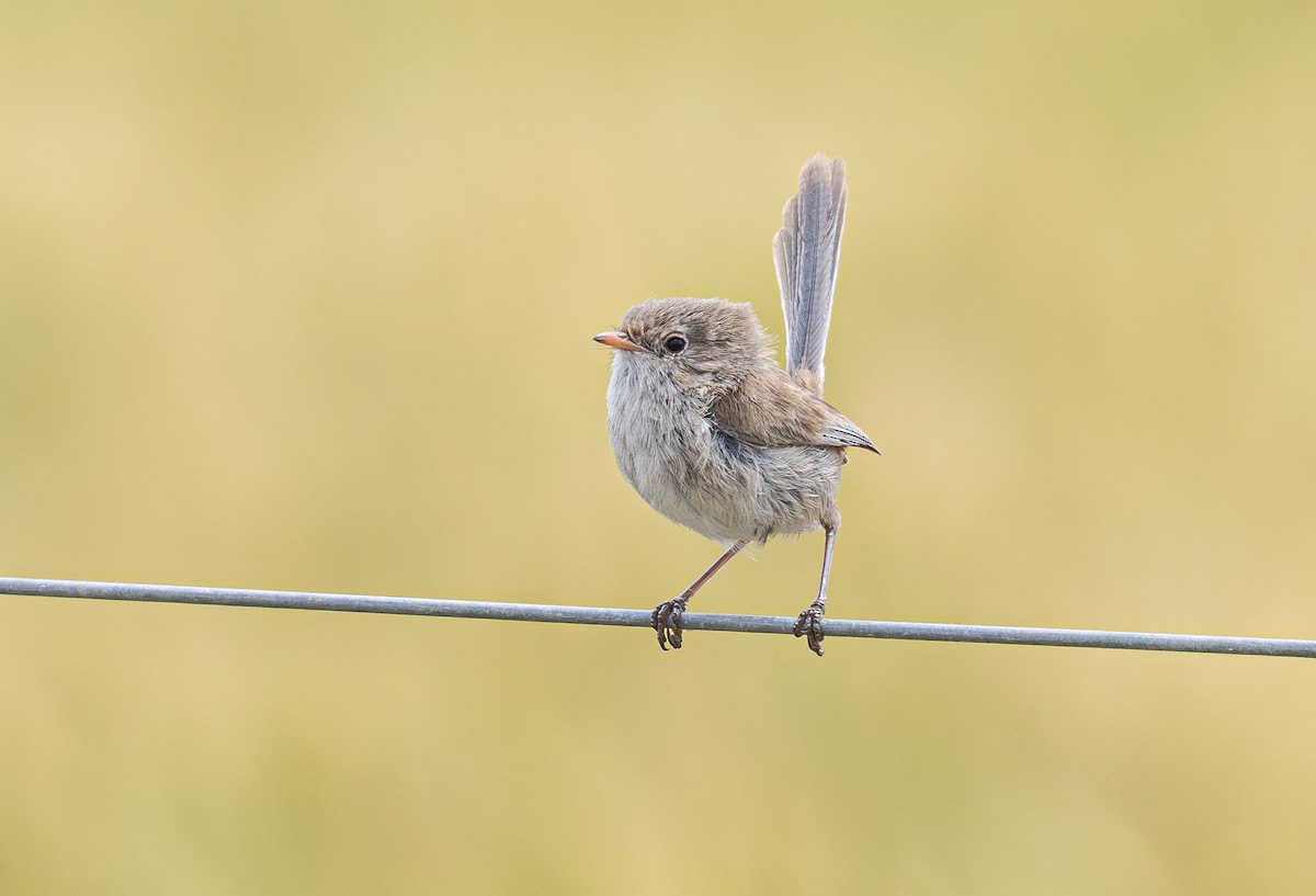 White-winged Fairywren (Blue-and-white) - ML638933908