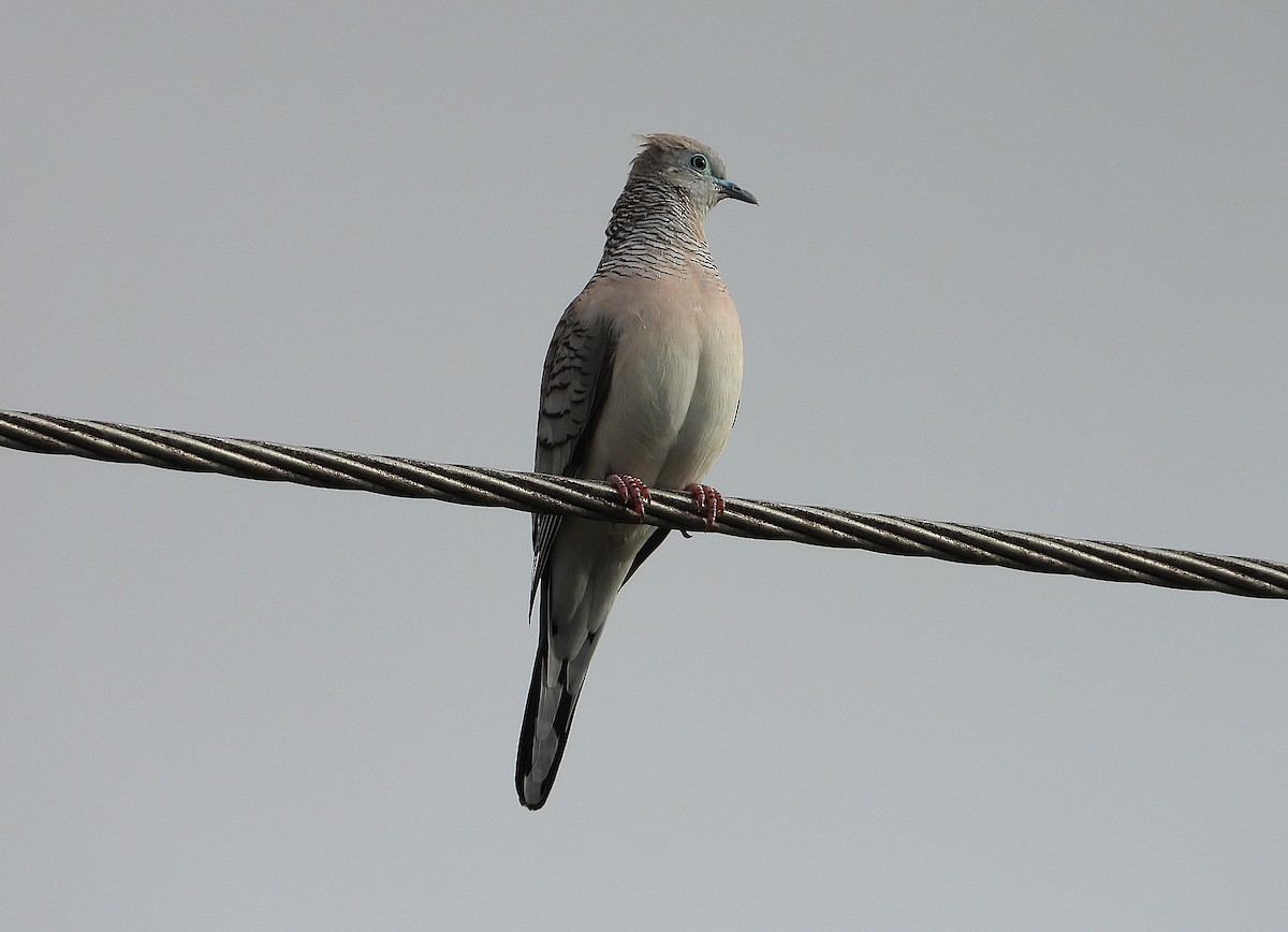 Peaceful Dove - ML638933909