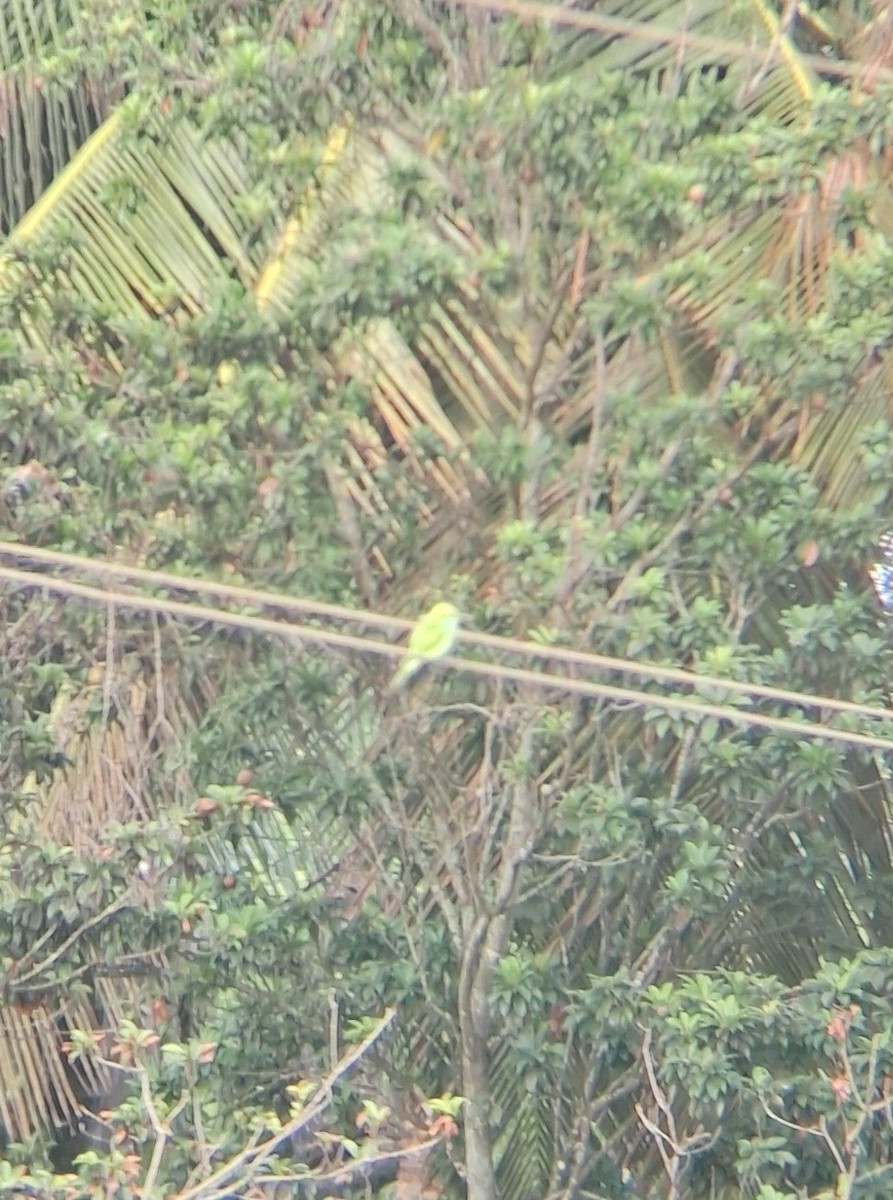 Asian Green Bee-eater - ML638933929