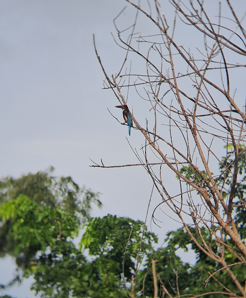 White-throated Kingfisher - ML638933931