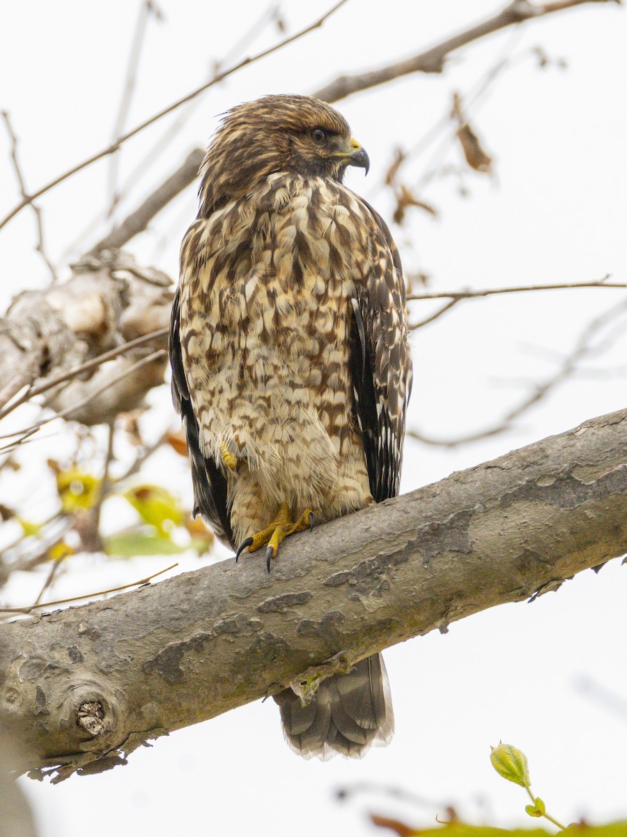 Red-shouldered Hawk - ML638933943