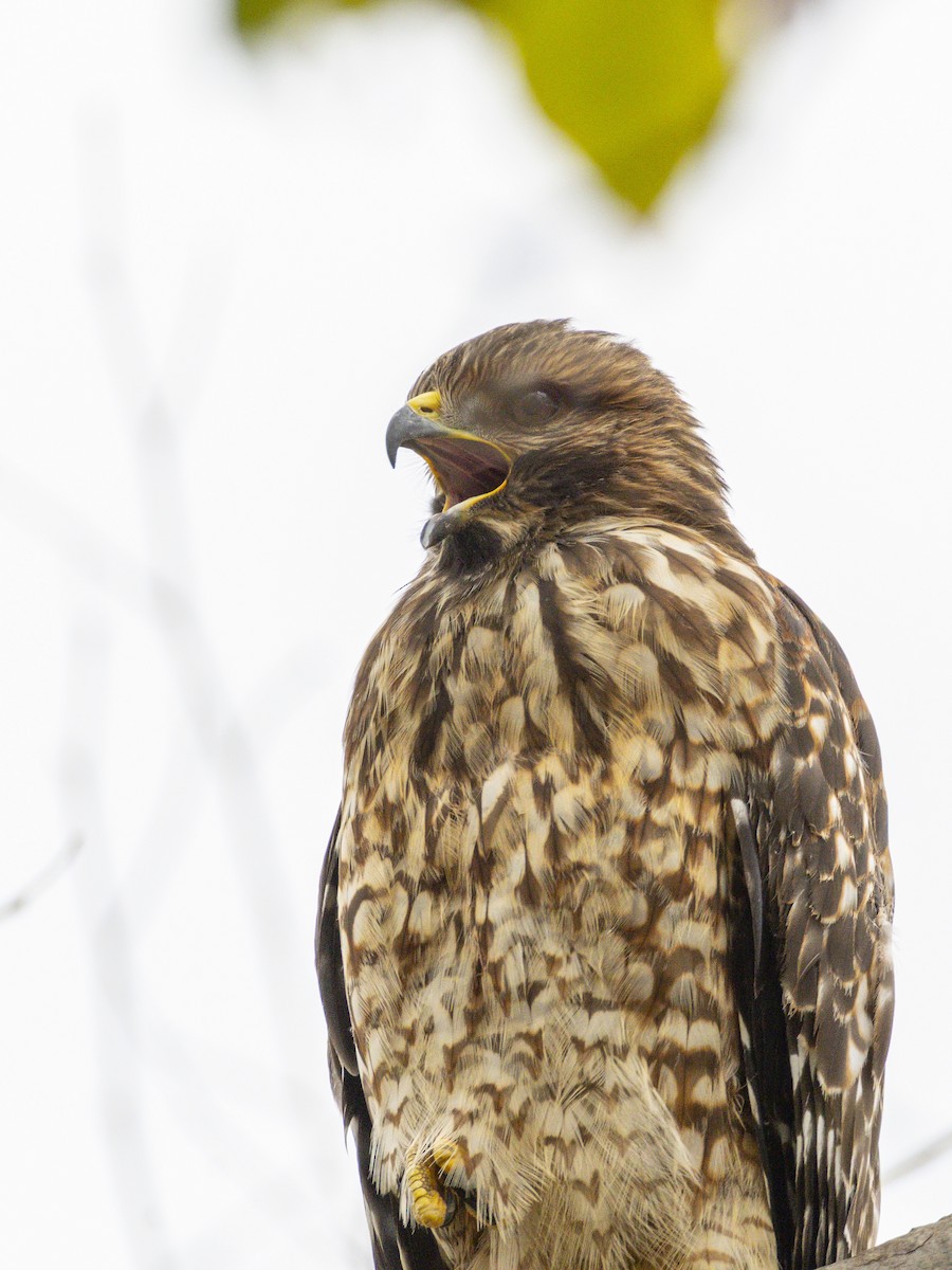 Red-shouldered Hawk - ML638933944