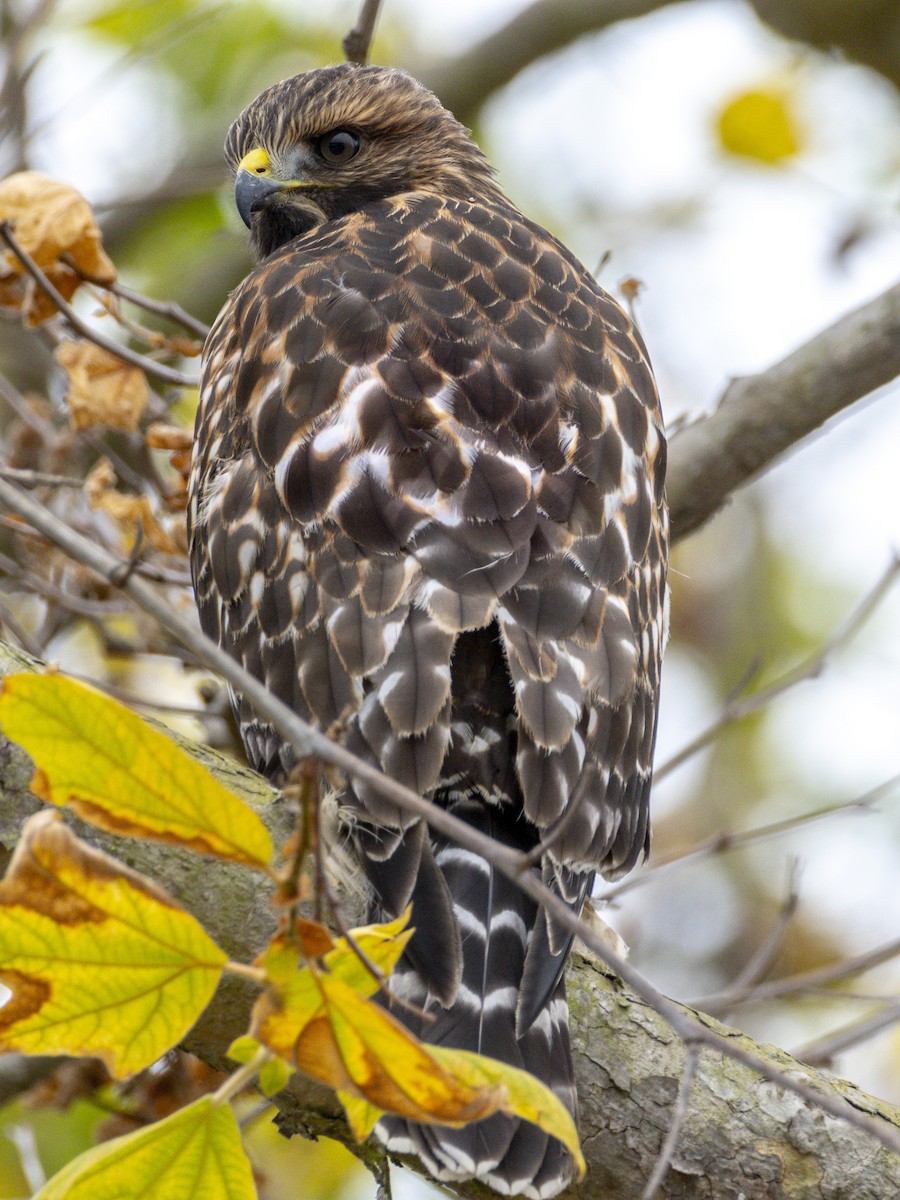 Red-shouldered Hawk - ML638933945