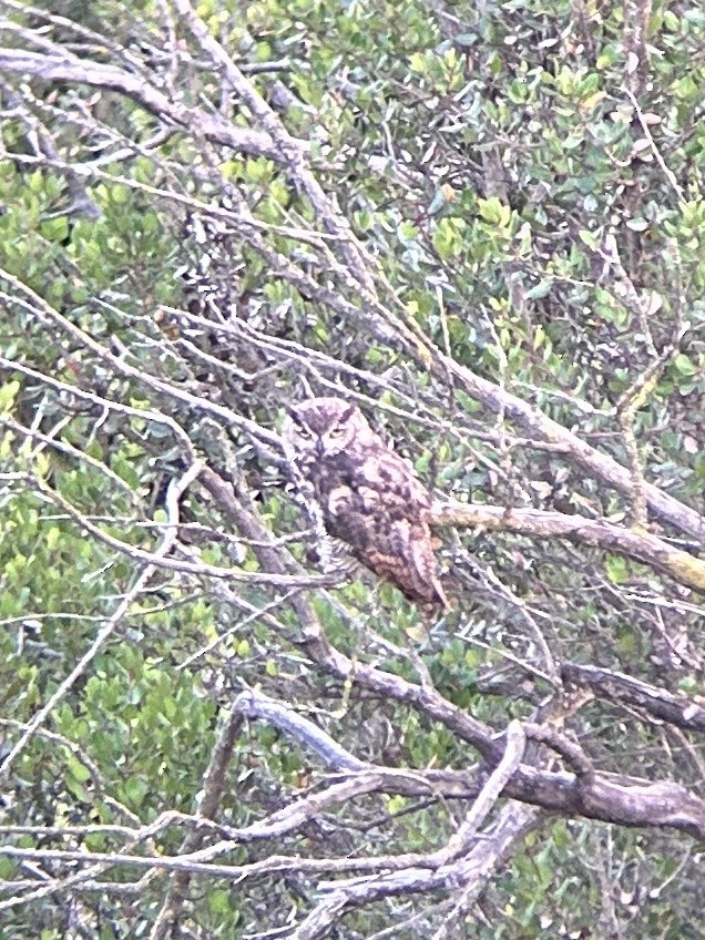 Great Horned Owl - ML638933960