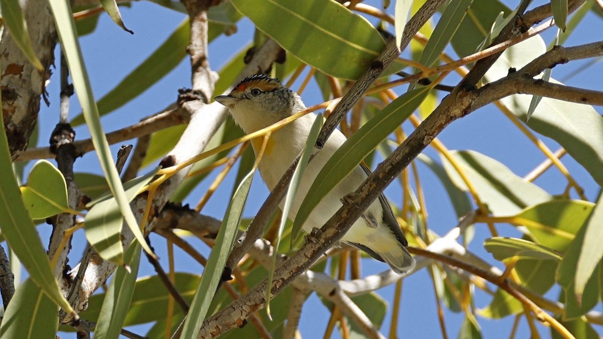 Red-browed Pardalote - ML638933963