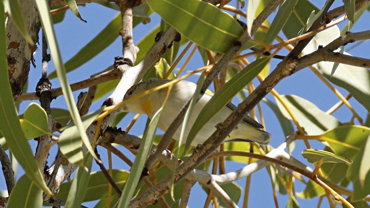 Red-browed Pardalote - ML638933964
