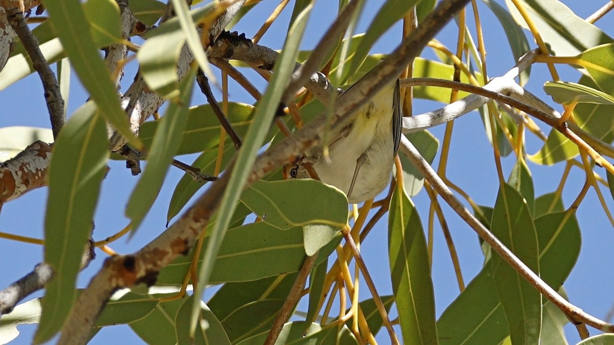 Red-browed Pardalote - ML638933967
