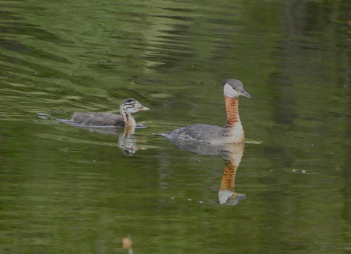 Red-necked Grebe - ML638933970