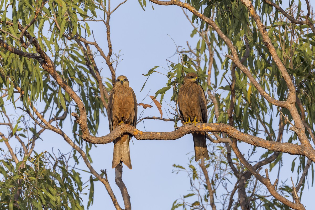 Black Kite - ML638933976