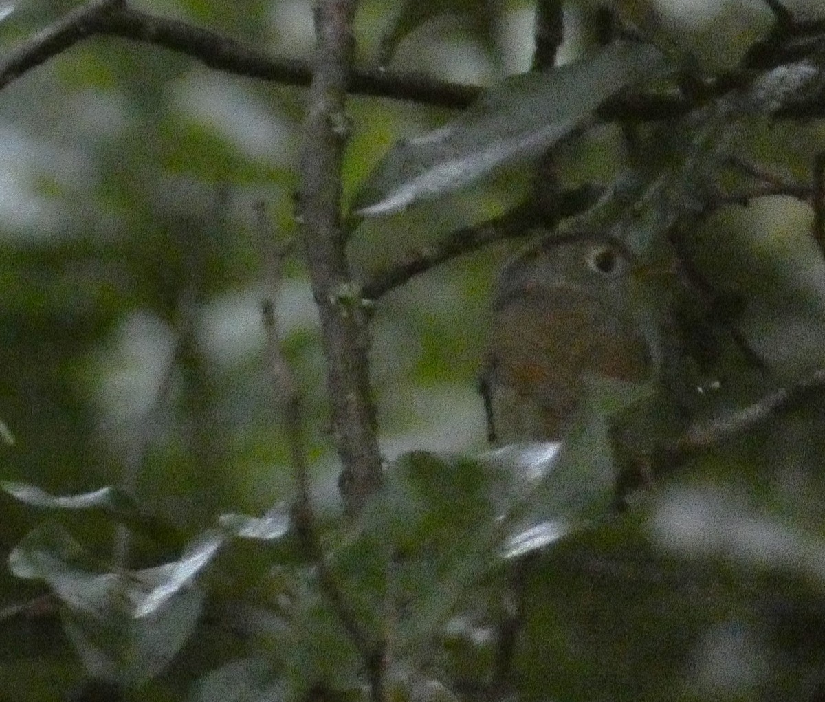 Nepal Fulvetta - ML638933979