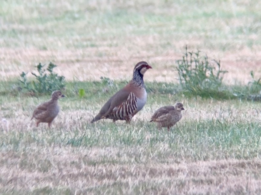 Red-legged Partridge - ML638933987