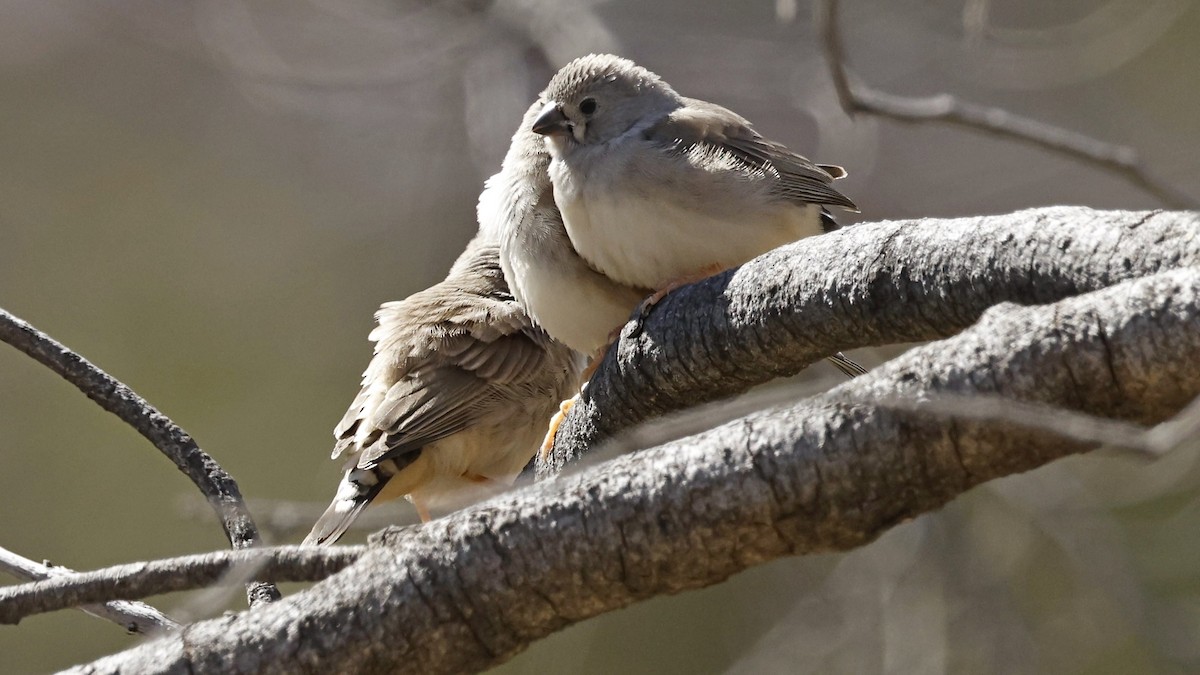 Zebra Finch - ML638933989