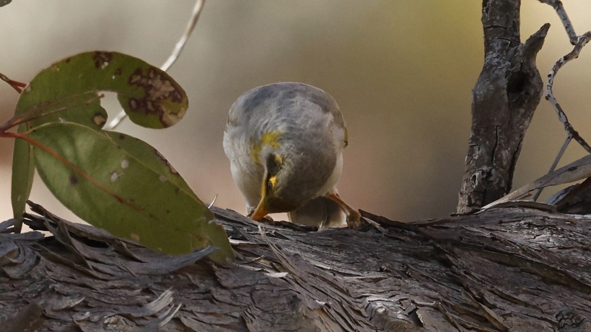 Yellow-throated Miner - ML638933990