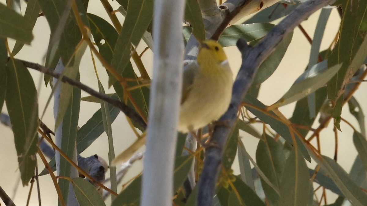 White-plumed Honeyeater - ML638933993