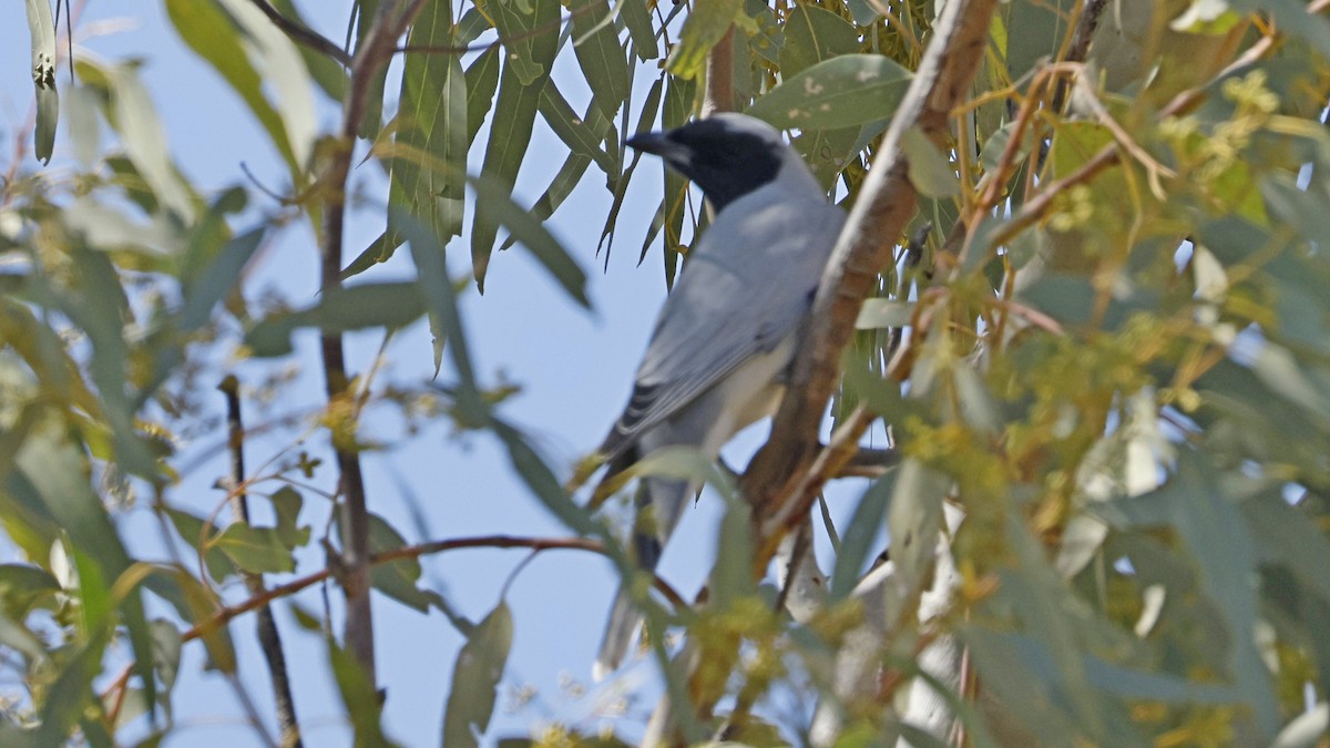 Black-faced Cuckooshrike - ML638933994