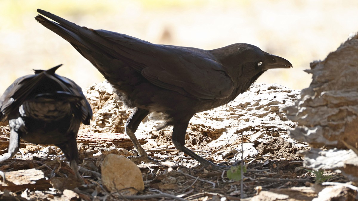 Torresian Crow - ML638933996