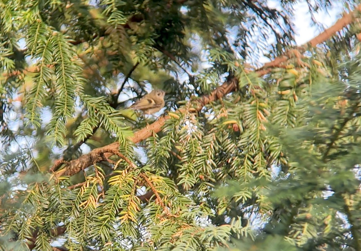 Goldcrest - ML638933997