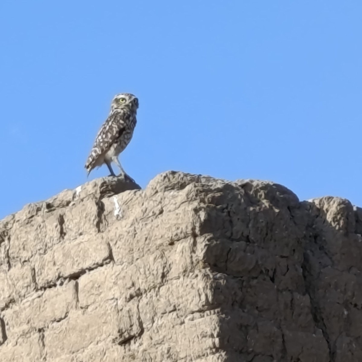 Burrowing Owl - ML638933998