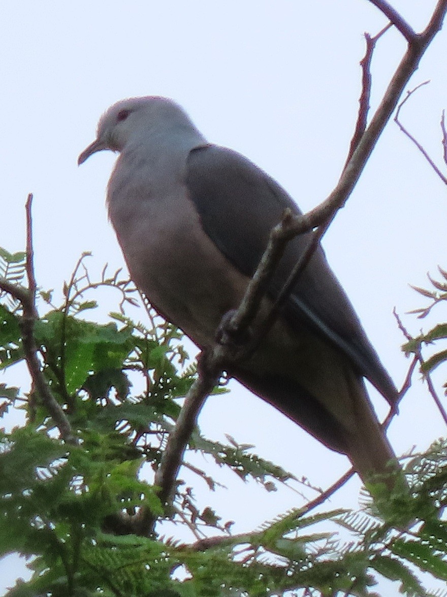 Barking Imperial-Pigeon - ML638934002