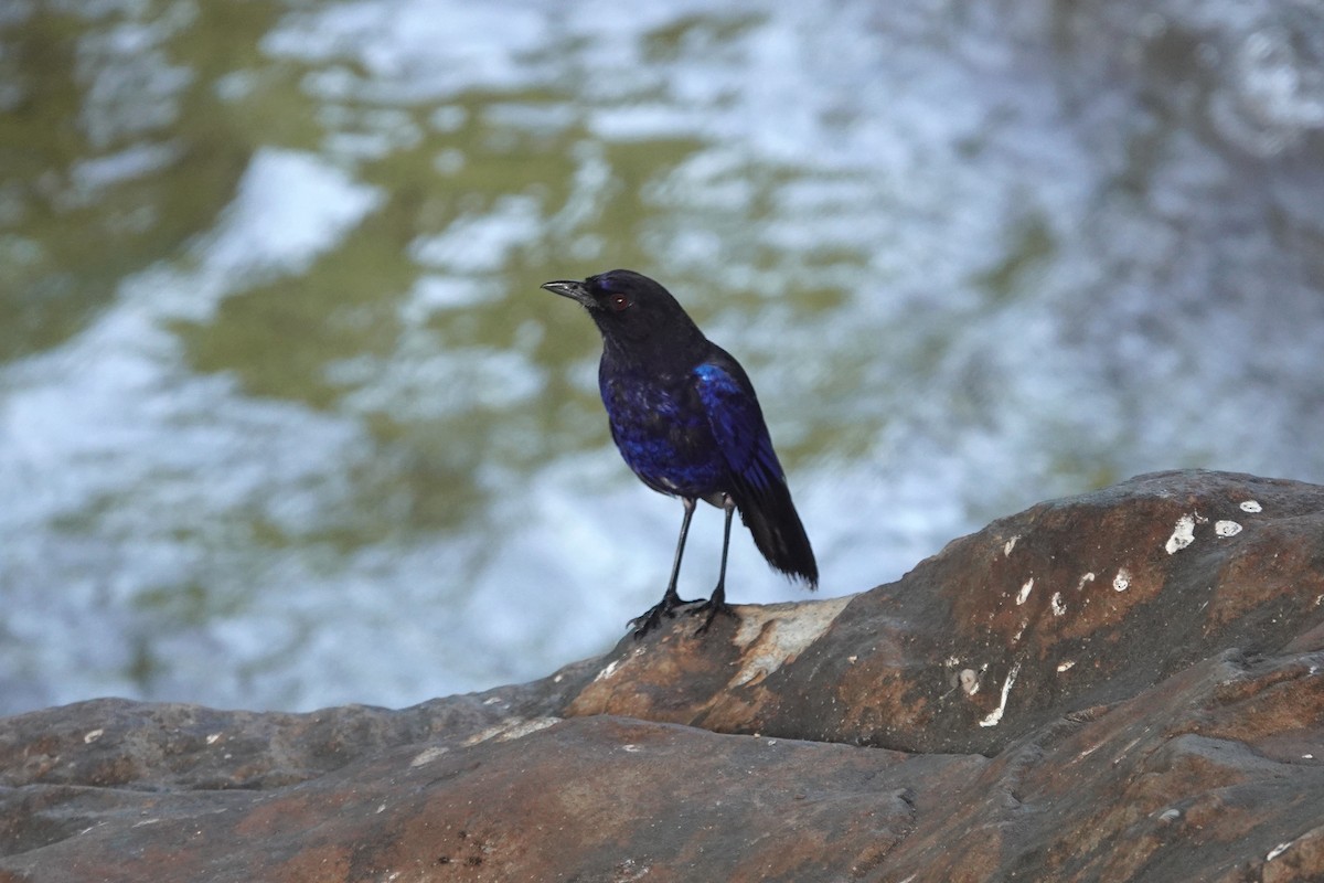 Taiwan Whistling-Thrush - ML638934004