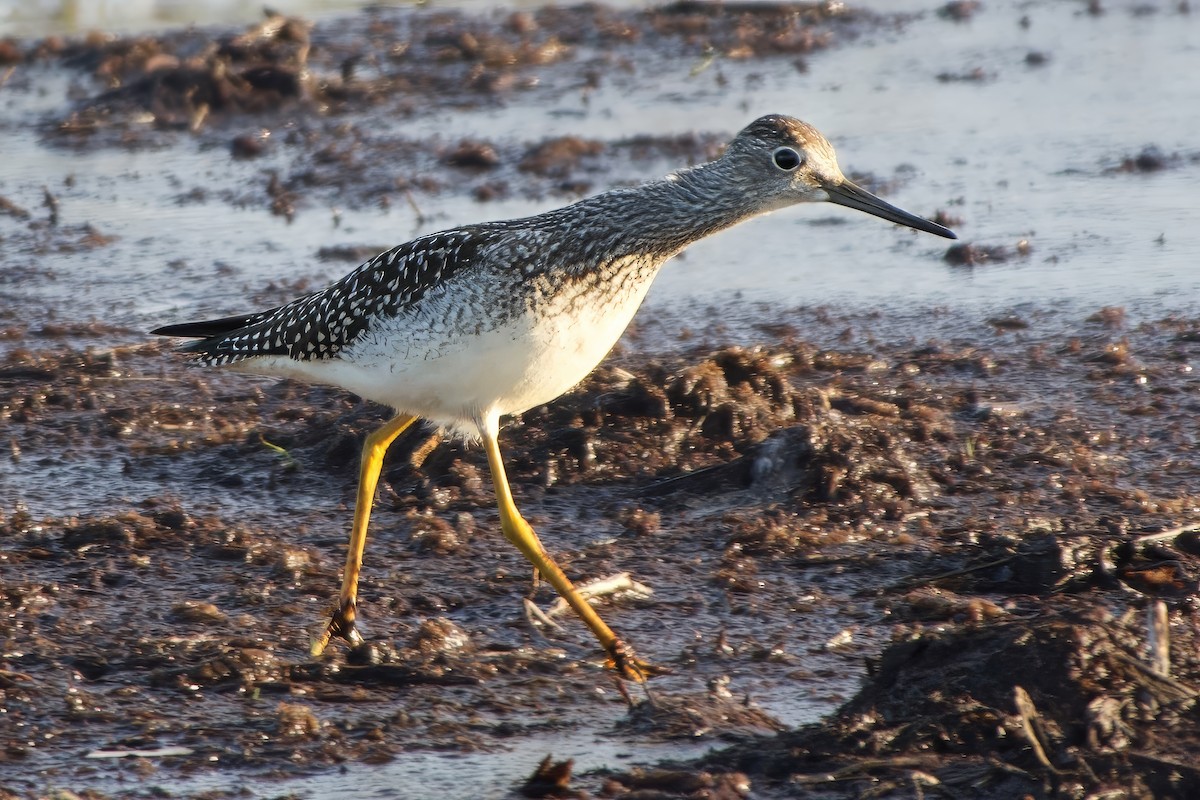 Greater Yellowlegs - ML638934005