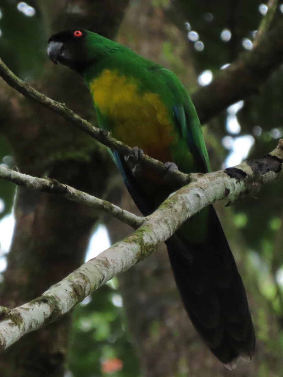 Masked Shining-Parrot - ML638934011