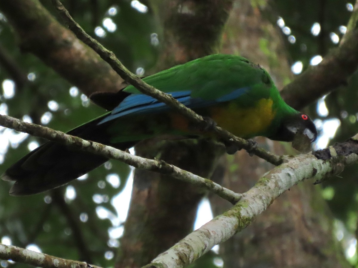 Masked Shining-Parrot - ML638934012