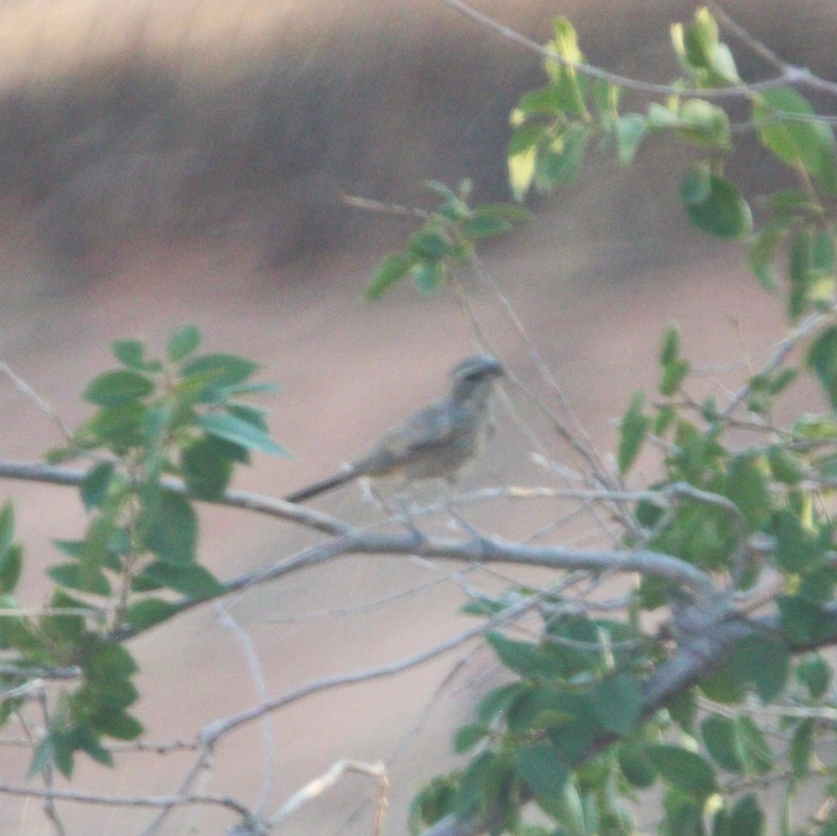 Black-throated Sparrow - ML638934013